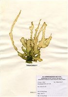 藏品(裂片石蓴)的圖片